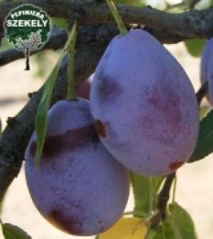 VAND PRUNE