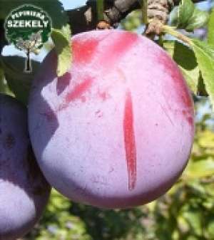 VAND PRUNE