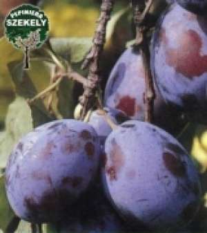 VAND PRUNE