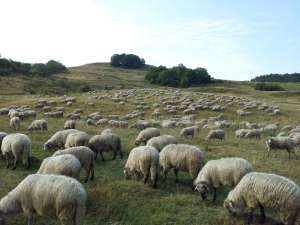 Vand 200 oi rasa turcana negociabil