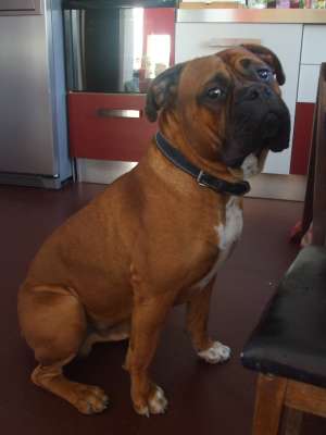 Mascul Boxer pentru monta