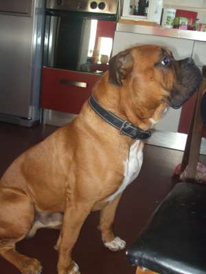 Mascul Boxer pentru monta