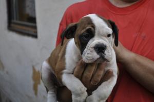 Pui Bulldog Englez de vanzare