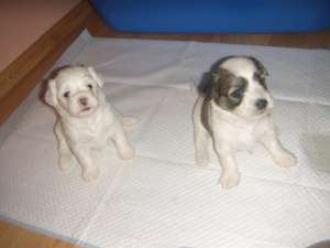 pui bichon