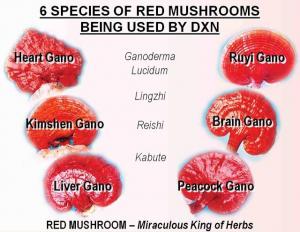 Suplimente alimentare cu Ganoderma