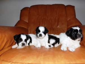 vand cateluse shih-tzu