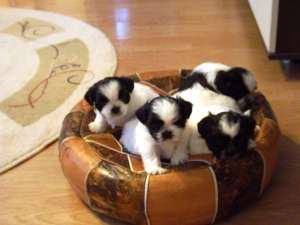 vand cateluse shih-tzu