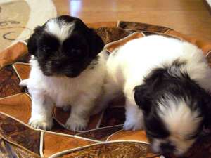 vand cateluse shih-tzu