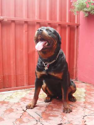 Ofer rottweiler deosebit pentru monta