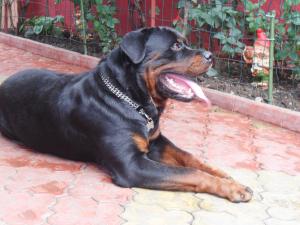 Ofer rottweiler deosebit pentru monta