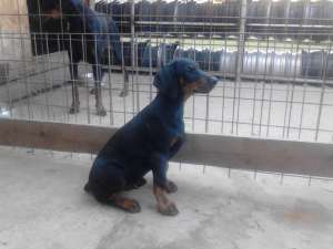 catea doberman
