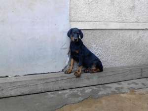 catea doberman