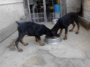 catea doberman