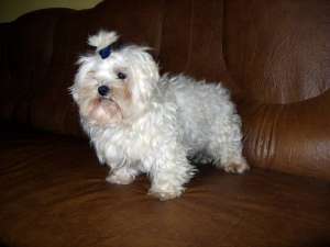 bichon maltese