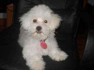 VAND PUI BICHON MALTEZ