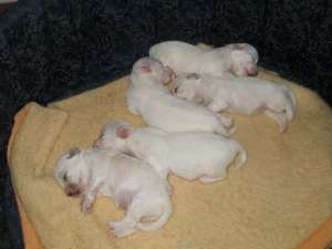 VAND PUI BICHON MALTEZ