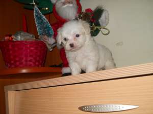 VAND PUI BICHON MALTEZ