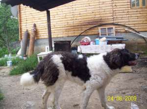 vand ciobanesc de bucovina