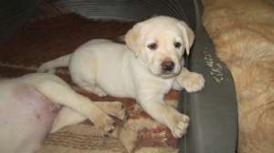 Vand cateluse labrador aurii