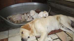 Vand cateluse labrador aurii