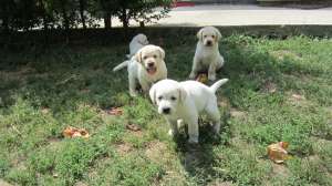 Vand cateluse labrador aurii