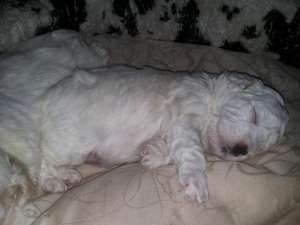 vand bichon bolognese