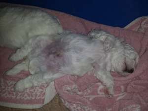 vand bichon bolognese