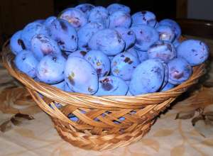 Vand prune anaspet