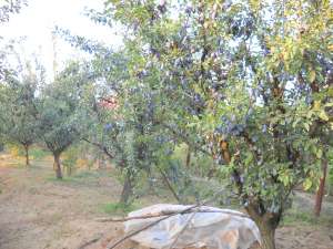 Vand prune anaspet