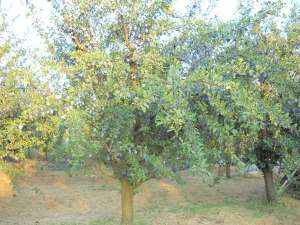 Vand prune anaspet