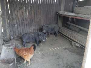 Vand porci vietnamezi