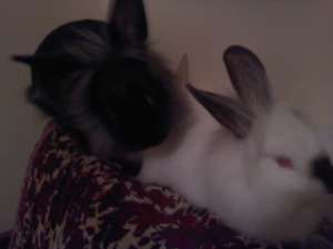 iepuri pitici