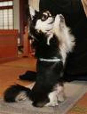 Cursuri dresaj canin pe DVD � 4 DVD 50 Ron