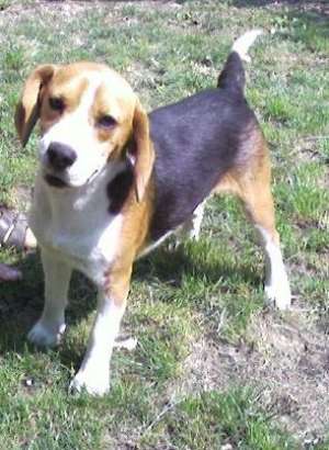 Imperechere femela Beagle tricolor
