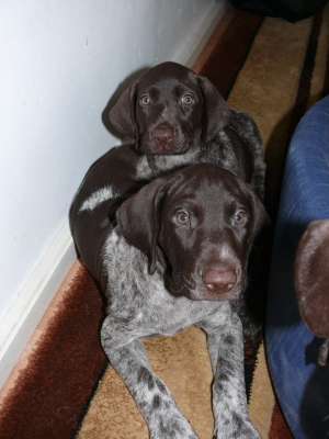 pui brac german pedigree