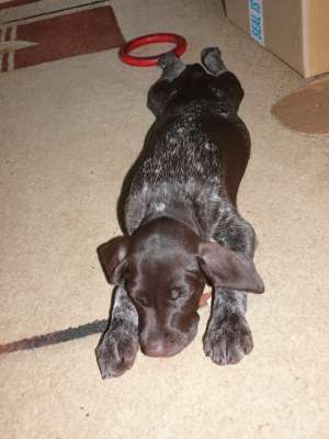 pui brac german pedigree