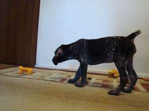pui brac german pedigree