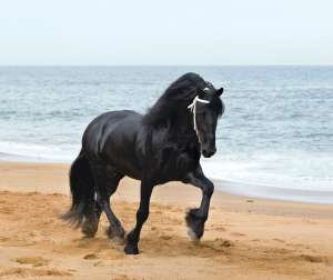 Caii Friesian energetice