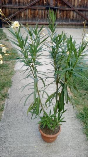 Leandrul (Nerium Oleander)