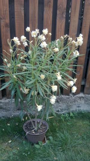 Leandrul (Nerium Oleander)