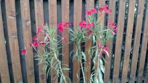 Leandrul (Nerium Oleander)