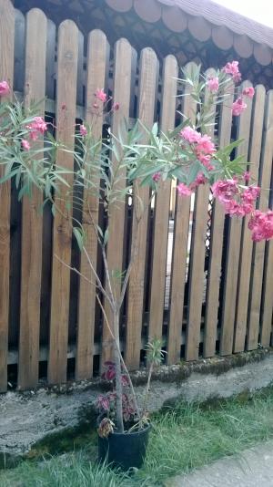 Leandrul (Nerium Oleander)