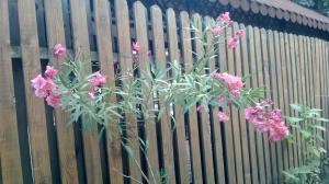 Leandrul (Nerium Oleander)