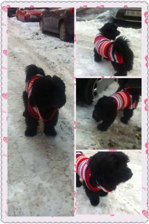 bichon havanez mascul pentru monta