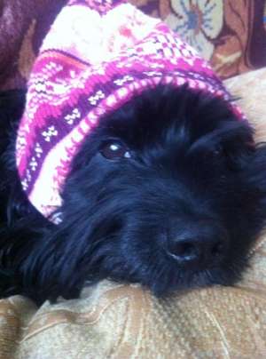 bichon havanez mascul pentru monta