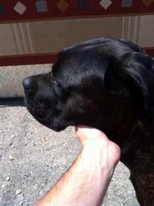 Caut mascul cane corso pt. monta