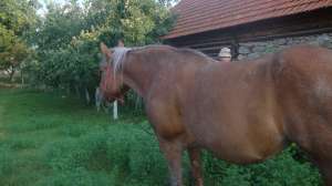 iapa semimurana,  9 ani