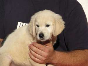 pui golden retriever