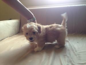 vand bichon havanez