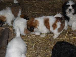 vand shih-tzu la pret avantajos